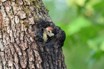 Middle Spotted Woodpecker
