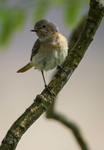 Common Redstart Female