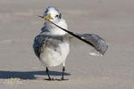Preening Sand 3