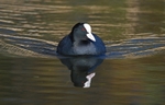 Coot