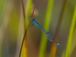 Azure Damselfly