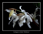 Coelogyne cristata 'Hololeuca'
