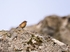 Stonechat