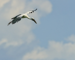 Flying Asian Openbill, Gao Giong, Vietnam