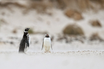 Magellanic Penguin and Gentoo Penguin, Carcass Island, Falklands