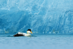 Eider & blue ice, low angle, Jokulsarlon, Iceland