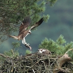 Ospreys