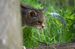 Scottish Wildcat