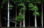 Pine Trees 01