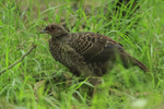 Kalij Pheasant (juvenile), Kipukapuaulu, Hawaii