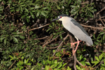 Black-crowned Night-Heron on island, Venice Rookery, Florida