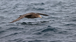 Southern Giant Petrel gliding very low over sea, Falklands