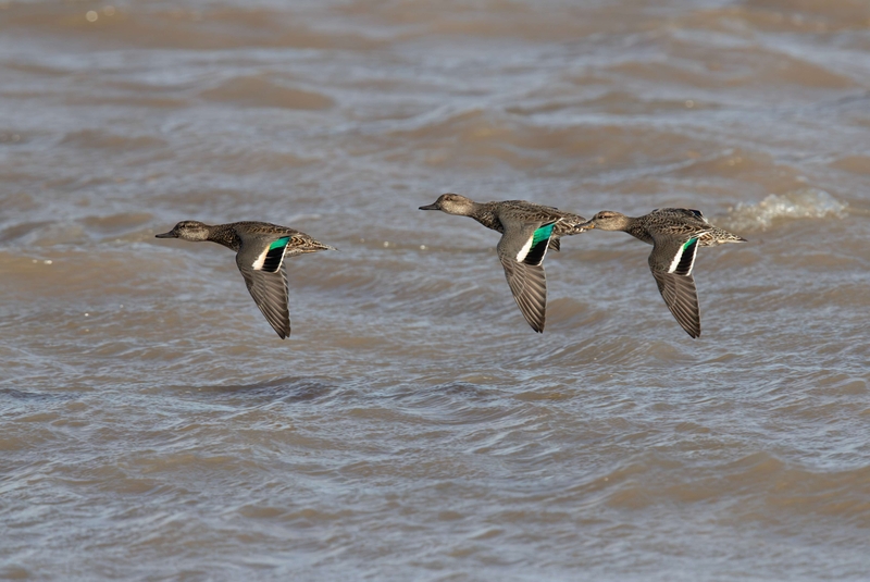 Eurasian Teal - Dee Estuary - North Wales