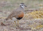 Dotterel portfolio