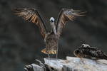 Peruvian Pelican flapping wings, Chile