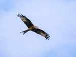 Red Kite