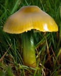 Parrot Waxcap (01)