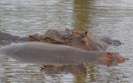 Hippo Pool 8