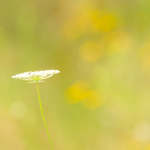 Late Summer Impression