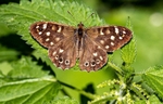 Speckled Wood Butterfly