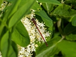 Large Red Damselfly
