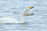 Whooper Swans (adult and juvenile) drinking, Otmoor RSPB
