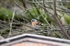 Brambling