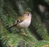 Goldcrest