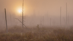 Wetland Fog-September