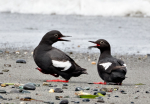 Pigeon Guillemots