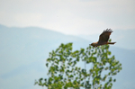 Black Kite