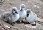 Three young cygnets just a few days old