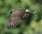 Juvenile Snail Kite flying, Panama