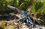 Beach debris washed up on Spring Bay
