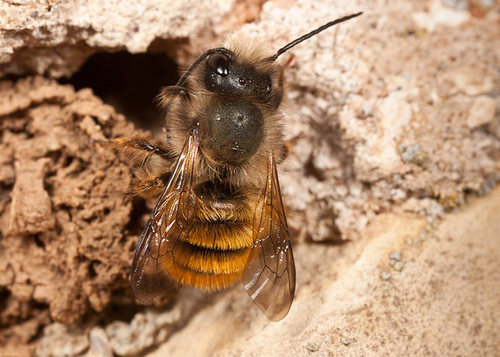 Male cleaning by a nest hole. Warwickshire, May 2012.