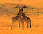 Giraffes shoulder to shoulder in golden late afternoon light