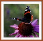 Vanessa atalanta 3