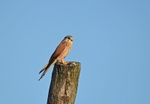 Kestrel