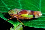 Leaf Hopper