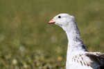 Andean Goose portrait, Rio Putana, Chile