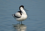 Avocet
