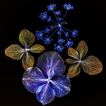 Wildflowers Inverted