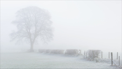 Winter tree - Hawkshead, Lake District.