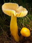 Golden Waxcap