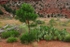 Pinyon Pine & Prickly Pear Cactus