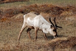 Reindeer