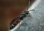 Sapyga quinquepunctata (f)