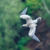 Red-footed Booby (juvenile) diving, Kilauea Point, Kauai