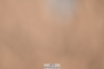 260408-105509-00268