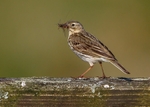 Meadow Pipit 3